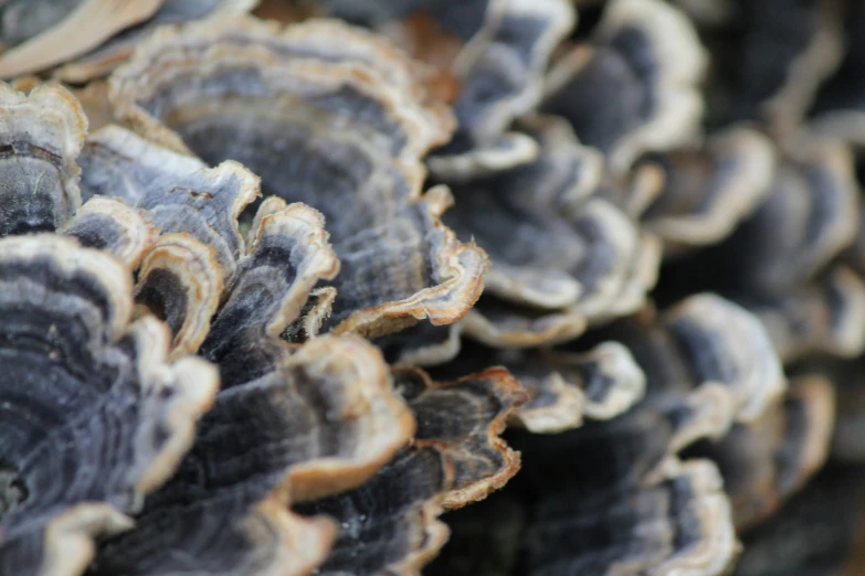 close up of some small gray mushrooms