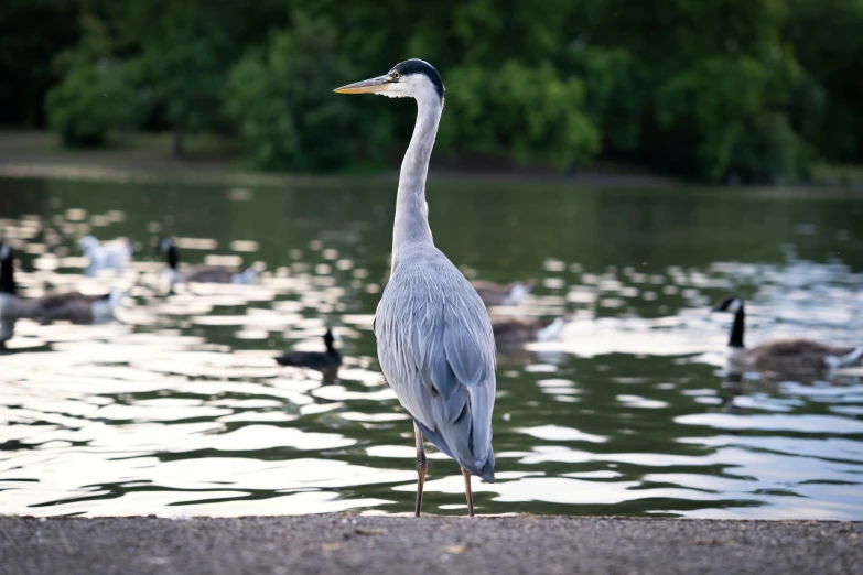 a great blue heron stands on the edge of a pond surrounded by ducks