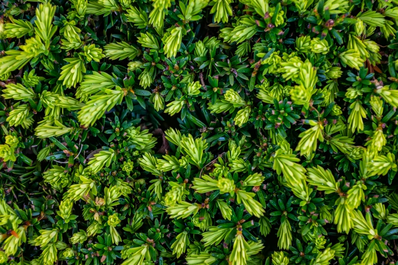 some green leaves are growing on a plant