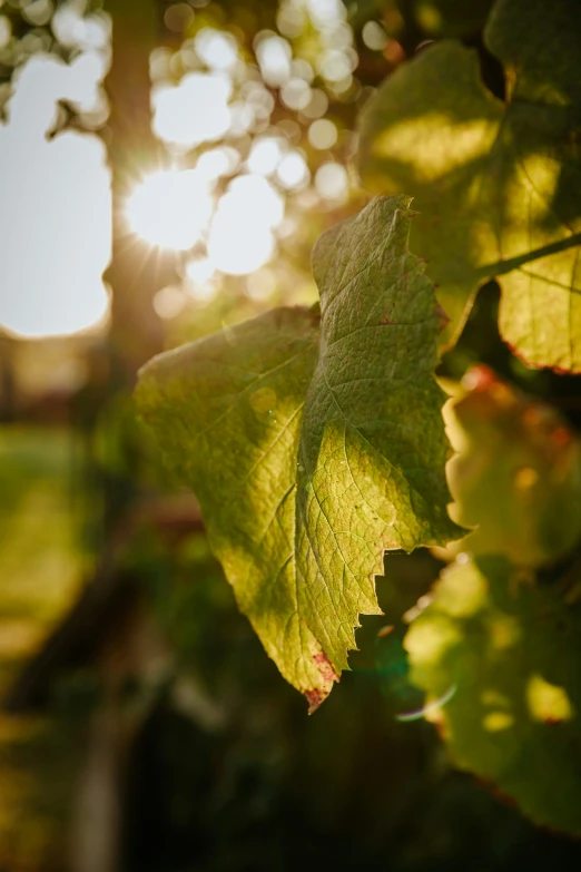 a nch of a plant with green leaves and sunlight reflecting off the leaf