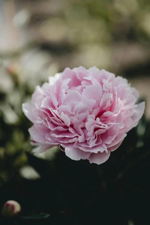 a flower blooming on a plant with a blurry background