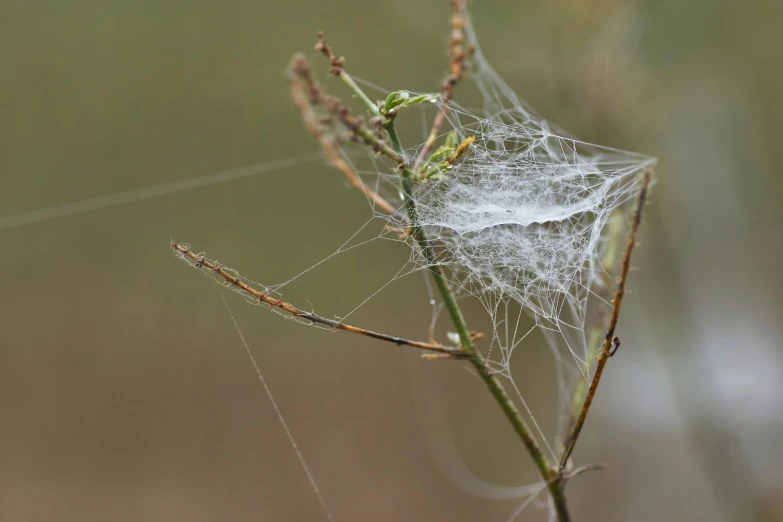 a spider web sitting on top of a leaf covered in dew