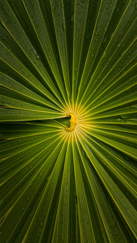 a large leaf that has water drops on it