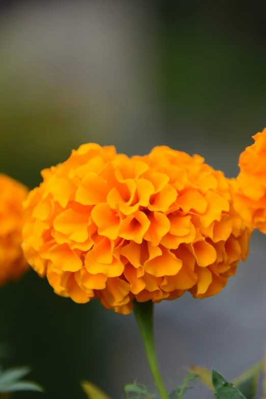 an orange flower is in bloom with water droplets