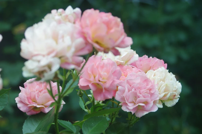 some pretty pink and white flowers in a bush