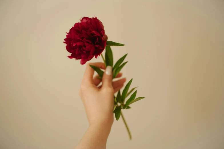 hand holding red flower with green stems coming out