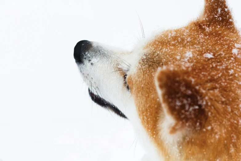 a dog is outside in the snow looking at soing