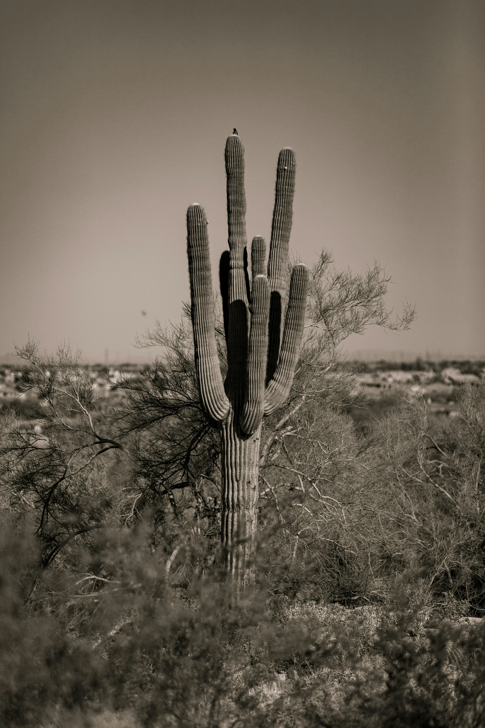 a black and white po of a cactus