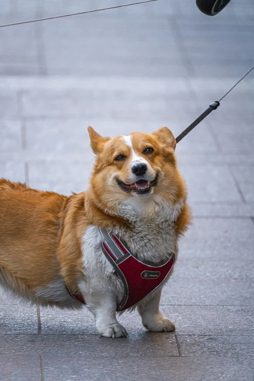 a dog in harness with leash and a harness on