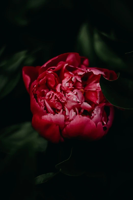 an opened flower that is red in color