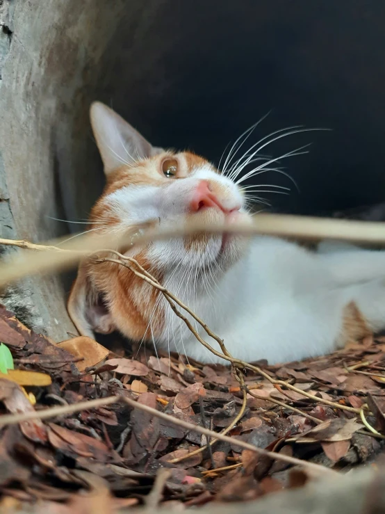 an orange and white cat looks out from a hole