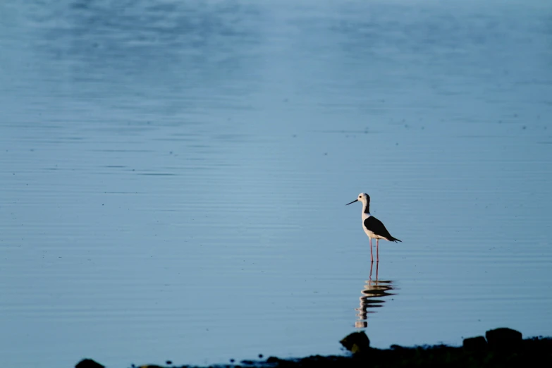 a bird with black head standing in a body of water