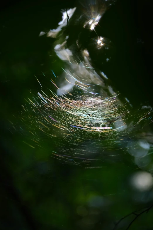 an abstract s of spider web moving through it's web