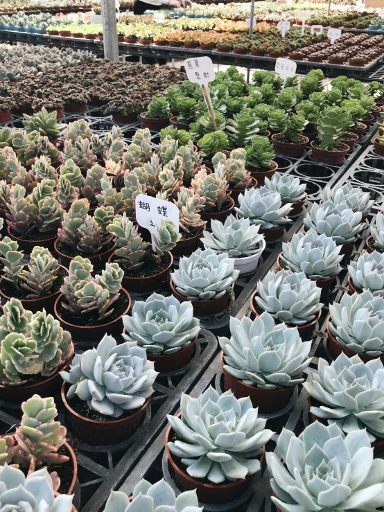 many succulents in pots of varying colors are seen