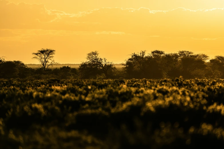 the lone ze stands tall in a yellow landscape