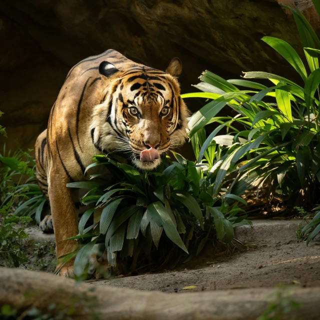 a tiger standing in a jungle with a big smile