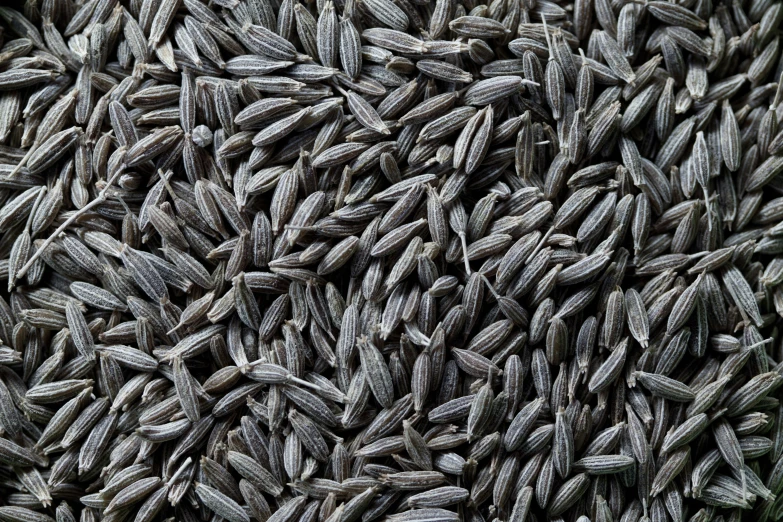 a bunch of brown seed on the ground