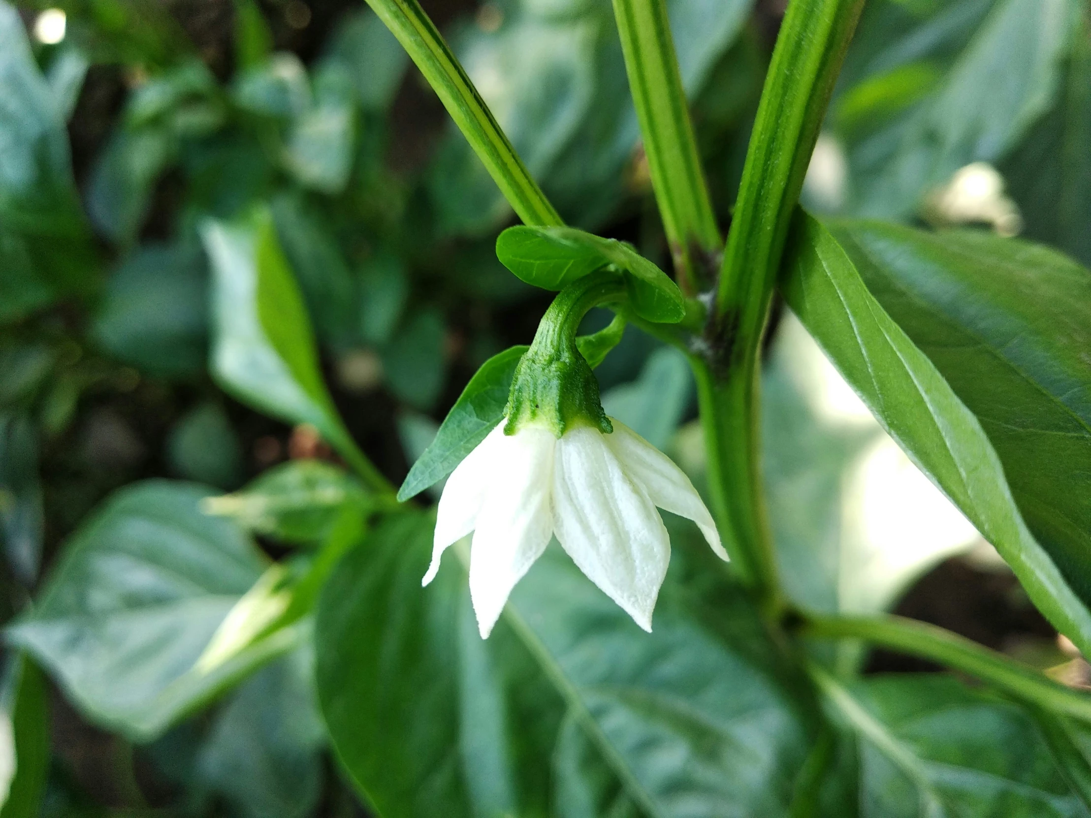 a white flower with some green leaves around it