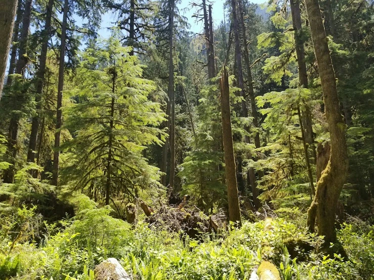 a bunch of tall trees in the middle of a forest