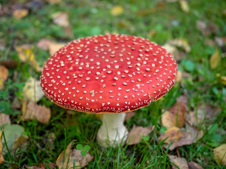 a red mushroom with a little yellow dots on it
