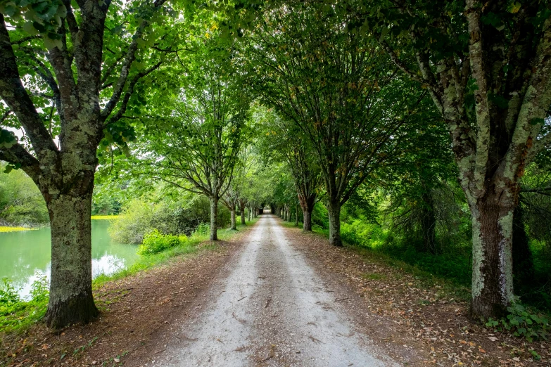 a narrow dirt road surrounded by trees near water