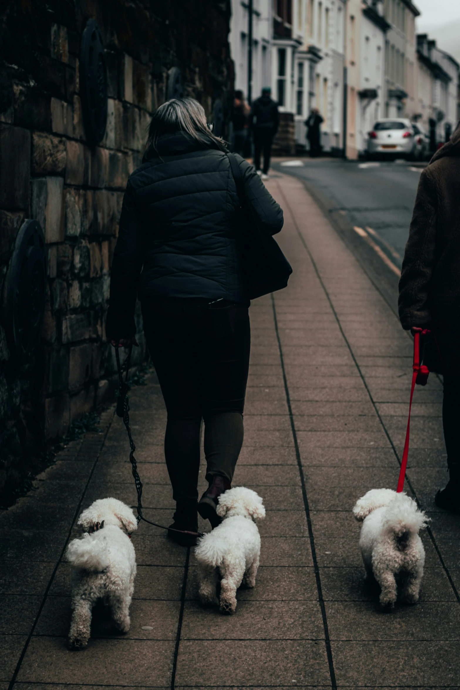 three white poodle dogs in line on sidewalk
