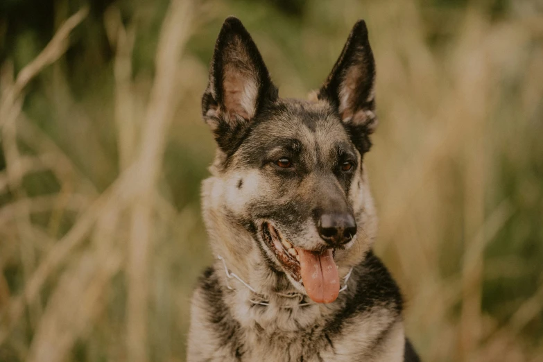 a grey and black dog with its tongue out