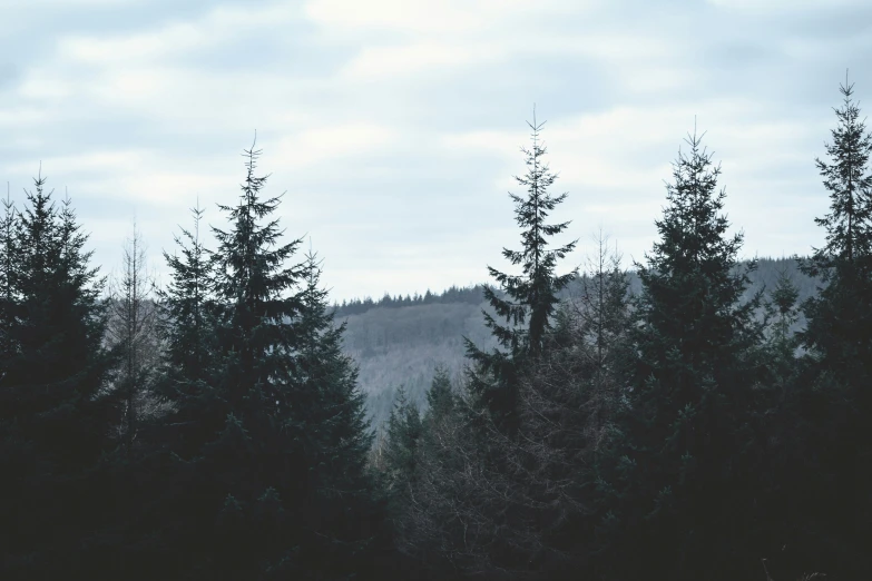 a mountain with pine trees in the foreground