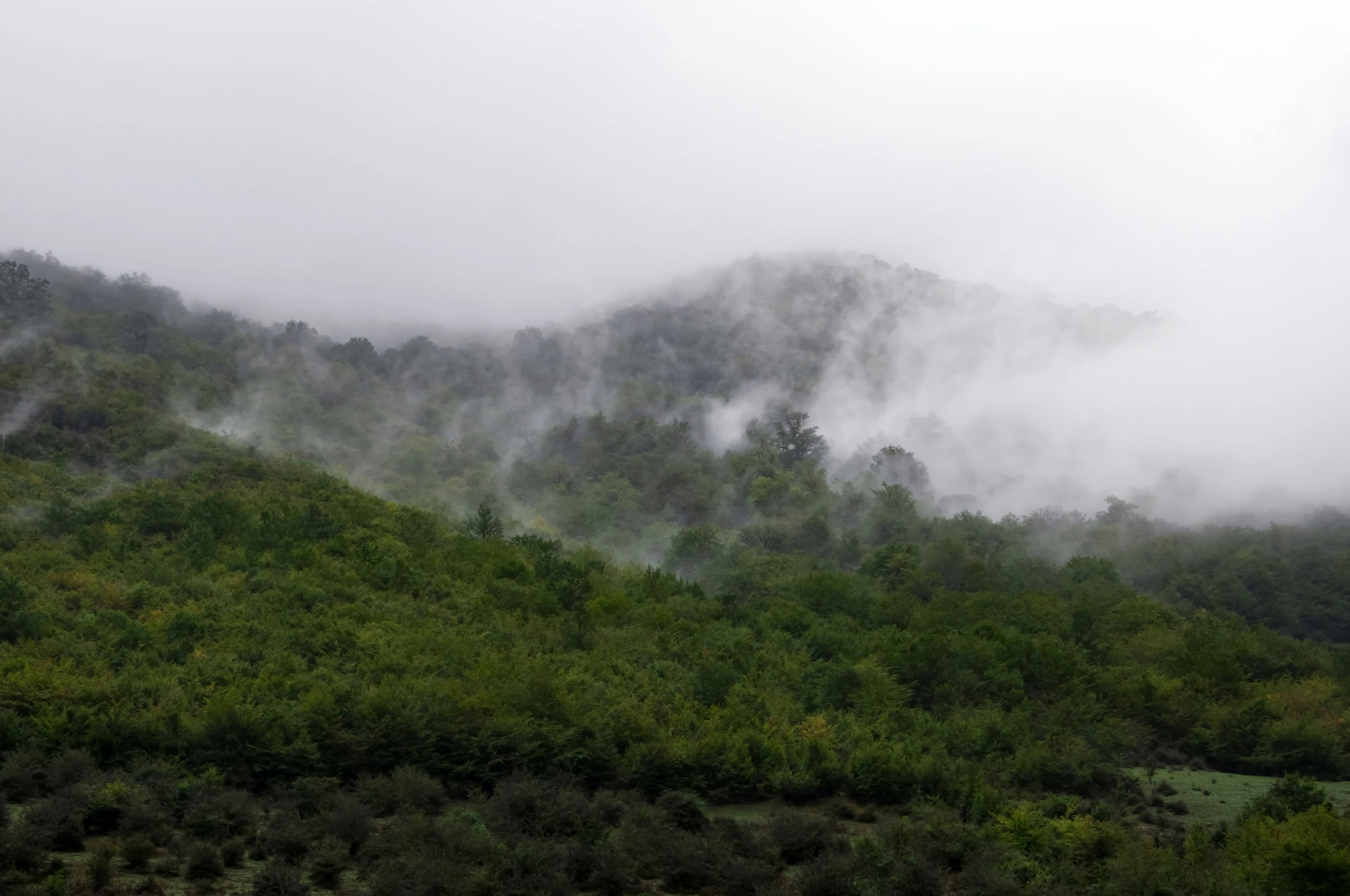 mountain side on the foggy morning with trees