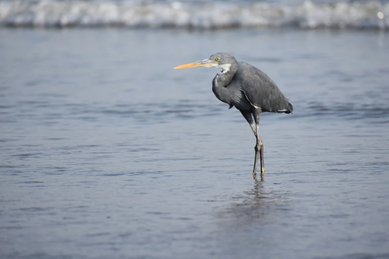 a bird stands on a stick in the water