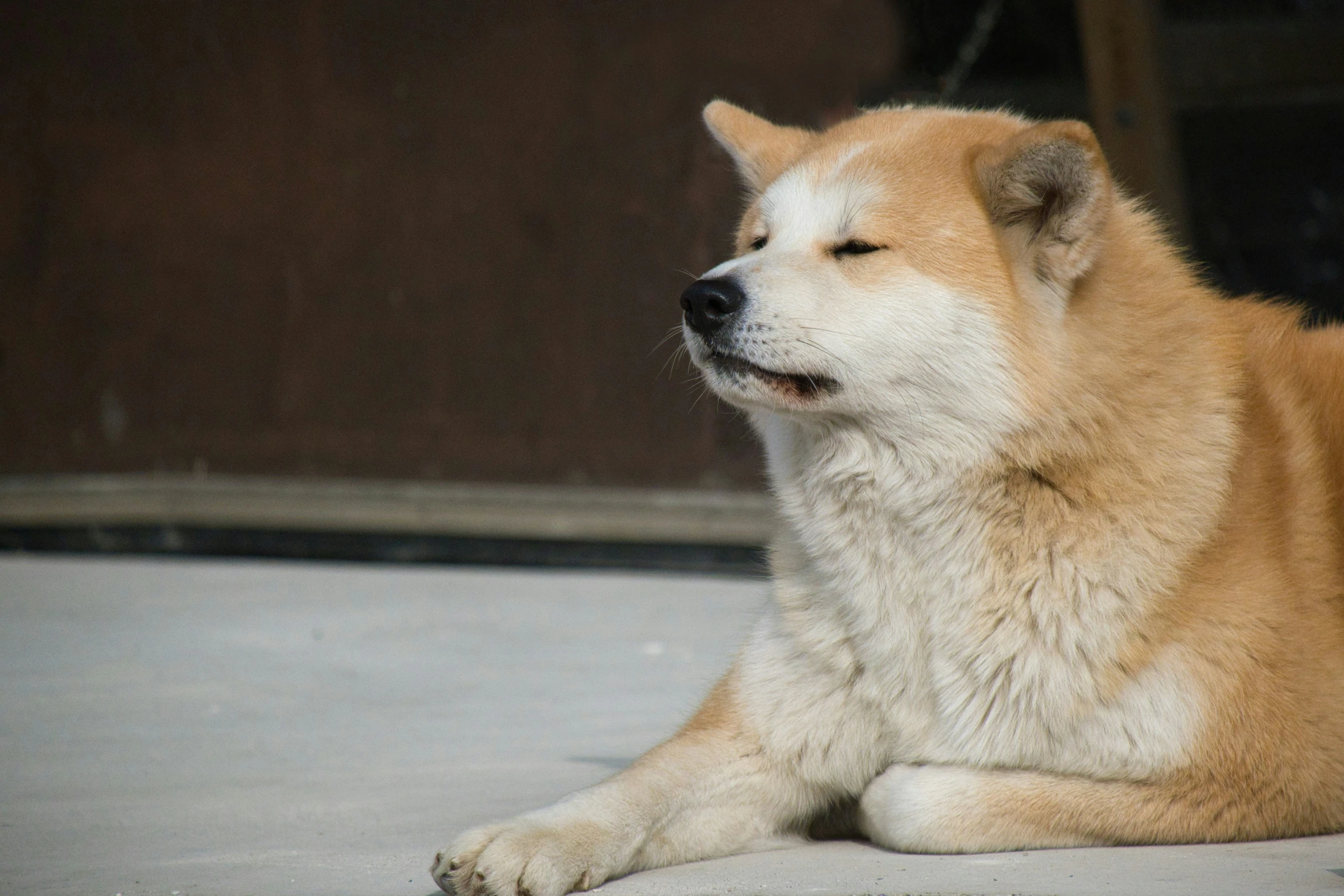 a tan dog lays down on the concrete