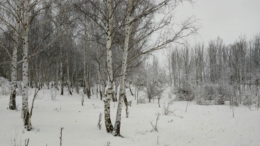 the birch tree trunks are all white in the snow