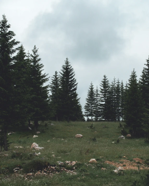 a grassy field next to some trees and rocks