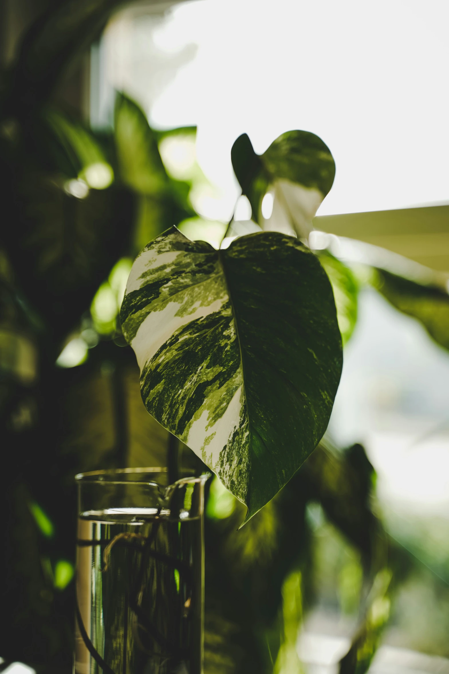 a large leafy plant stands beside an empty glass mug