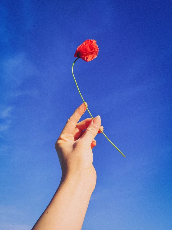 someone is holding up a single rose that's out in the blue sky