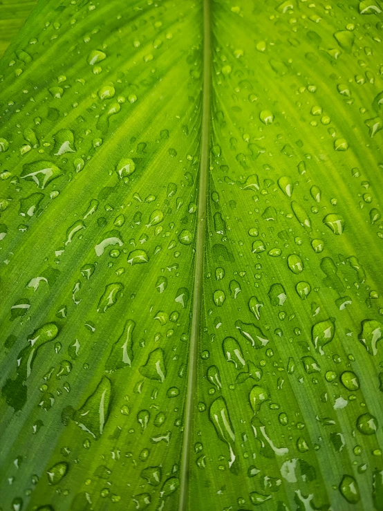 a close up image of a large green leaf