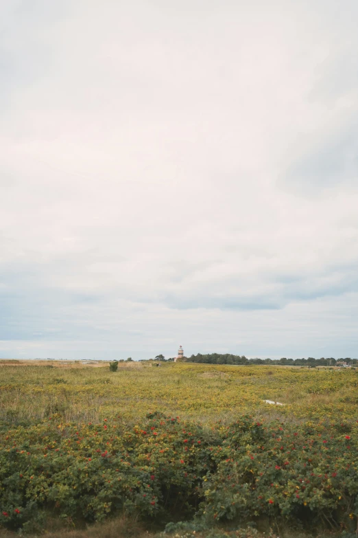 a field full of tall green grass with a lighthouse on a distant hill