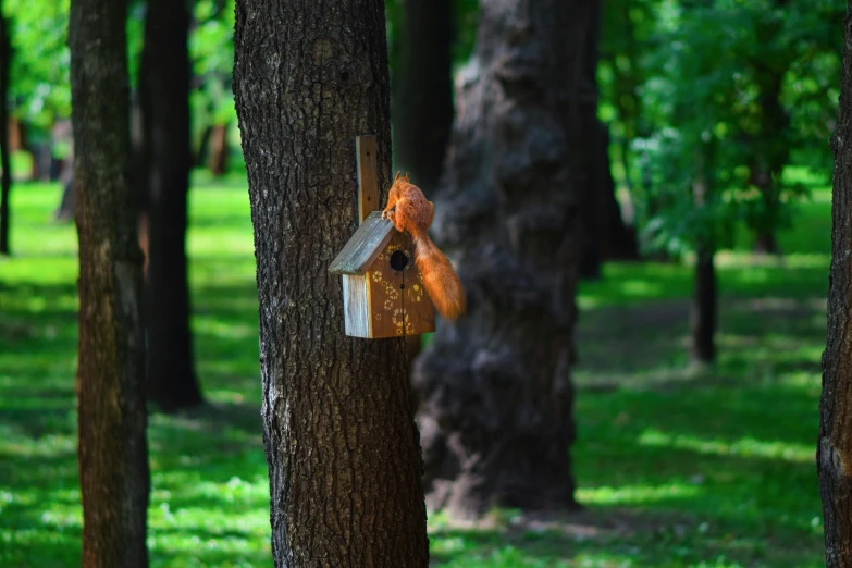 a birdhouse hanging from a tree in the forest