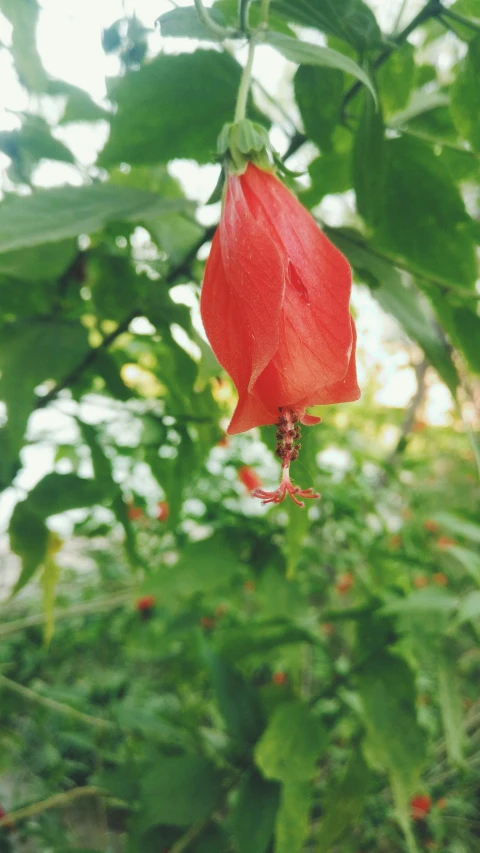 a single flower grows on a tree limb