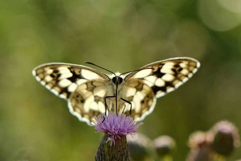 a large erfly with white spots sits on a purple flower