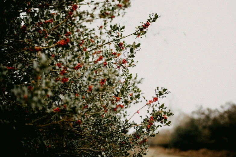 a bush with red flowers on it near the road