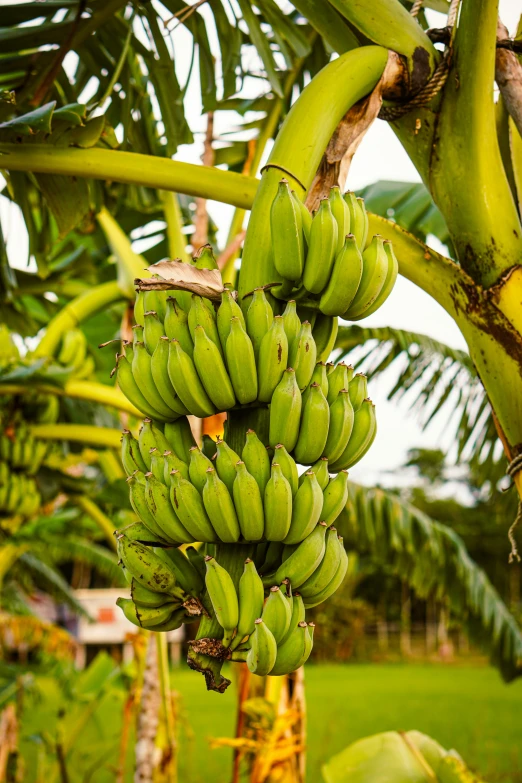 several bunches of unripe bananas hanging from the tree