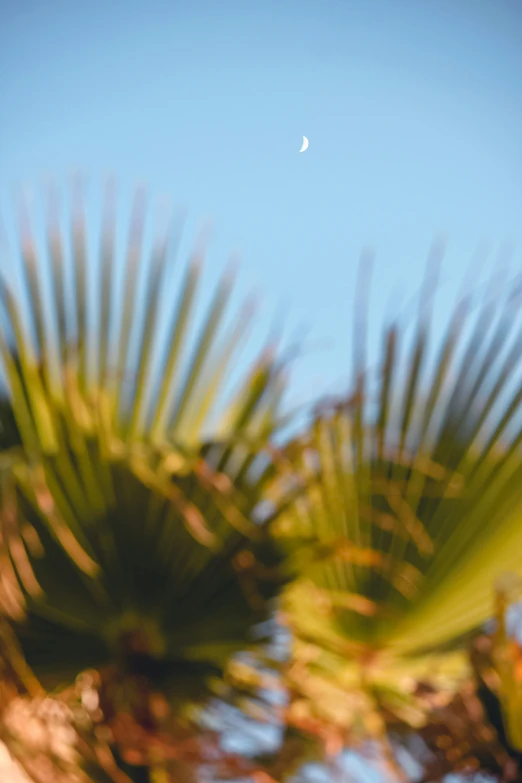 the view from a tree looking at the moon and leaves