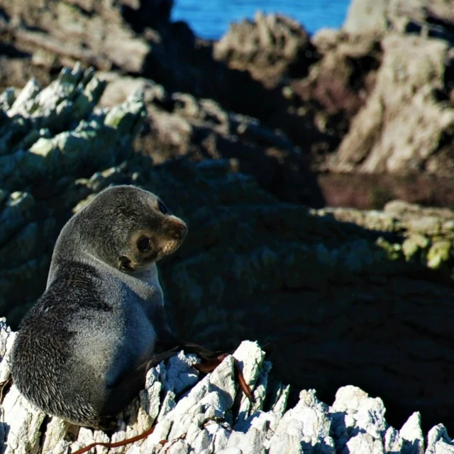 a seal on the rocky sea shore