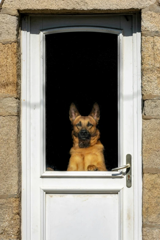 a dog with it's head hanging out of a window