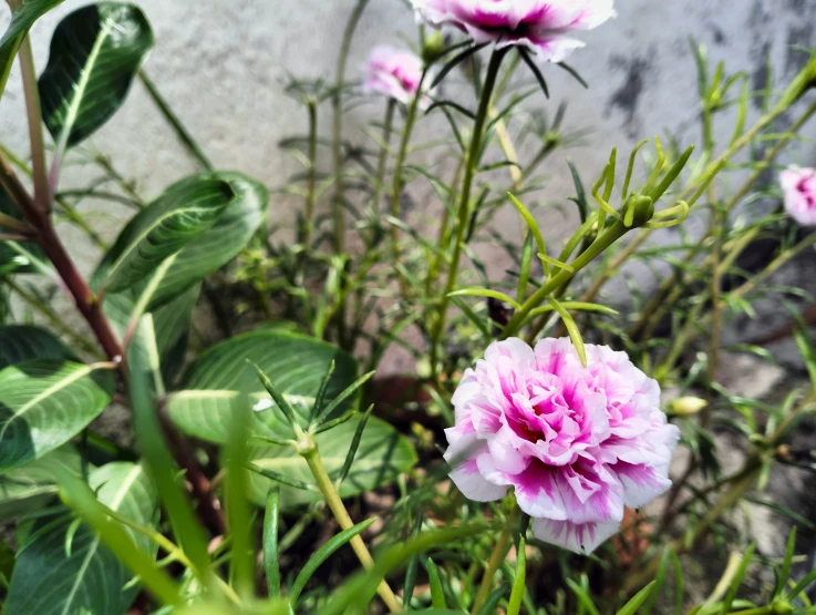 pink flowers in the sun shining off their leaves