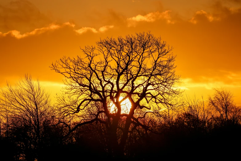 the sun is setting behind the tree silhouetted