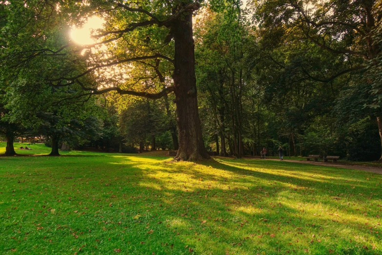 a park with grass and trees during a sunny day