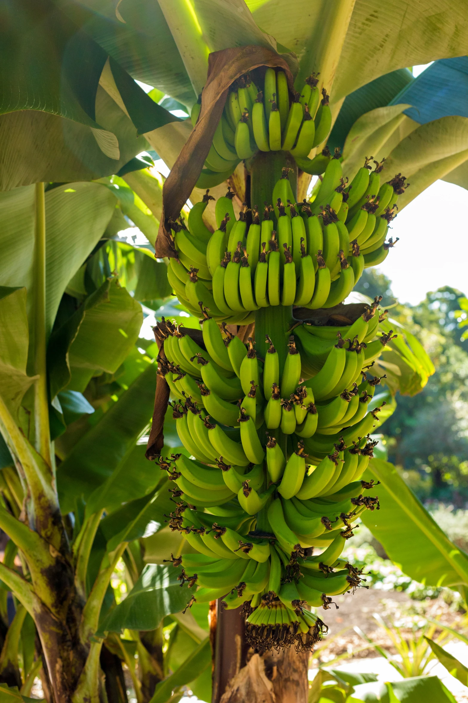 bananas hanging from a banana tree in the sun