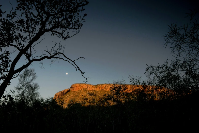 trees in front of the setting sun and a half moon